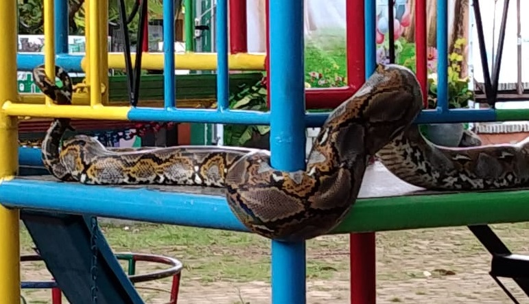 Ular Piton 3 Meter yang Naik Wahana Taman Bermain Anak Manggar Bikin Masri Mencak-mencak