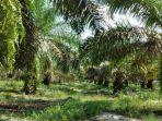 20210806-kebun-kelapa-sawit.jpg
