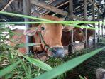 20220513-stok-sapi-di-salah-satu-peternak.jpg