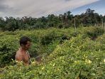 20220622-Lahan-Kebun-Cabai-rawit-milik-Jodi-petani-asal-Payabenua.jpg
