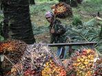 20220624-pekerja-mengangkut-kelapa-sawit-ke-atas-mobil.jpg