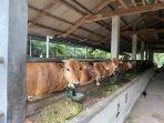 20220628-sapi-yang-ada-di-salah-satu-peternakan-di-koba.jpg