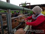 20220908-Vaksinasi-PMK-terhadap-ternak-sapi.jpg