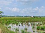 20230603-Kondisi-persawahan-setelah-panen-padi.jpg