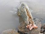 20230609-Buaya-yang-sedang-makan-satu-ekor-ayam-di-sungai-Jembatan-12.jpg