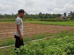 20230706-Abu-Bakar-di-lahan-kebun-sayur-miliknya-di-Desa-Balun-Ijuk.jpg