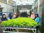 20241219-Kegiatan-perwatan-hidroponik.jpg