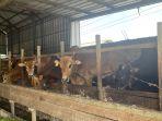 bangka/20250507-SAPI-KURBAN-Sejumlah-Sapi-kurban-yang-ada-di-Kandang-Dahlan-Pedagang.jpg