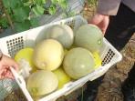 20251011-PETIK-MELON-Kebun-melon-milik-Syamsuni-berada-di-Jalan-Pait.jpg