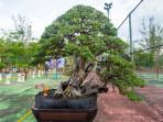 20251024-BONSAI-Beragam-tanaman-bonsai-yang-dipamerkan.jpg<pf>20251024-BONSAI-Beragam-tanaman-bonsai-yang-dipamerkan-dalam-12.jpg<pf>20251024-FPTP-BERSAMA-Sejumlah-penggemar-bonsai-ketika-berfoto-bersama.jpg