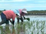 20251103-TANAM-PADI-Beberapa-orang-petani-ketika-mulai-melakukan.jpg