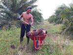 20260414-ANGKAT-HASIL-PANEN-Seorang-petani-kelapa-sawit-di-Toboali-ketika-mengangkut-hasil.jpg