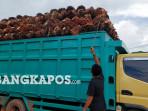 Angkut-TBS-ke-Truk.jpg