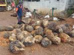 bangka/Barang-Bukti-Buah-Sawit-TBS.jpg
