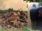 Modal Dodos dan Senter, Kawanan Pencuri Panen Sawit Aon di Bangka Selatan, Dua Pelaku Ditangkap
