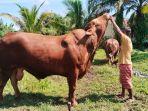 bangka/Sapi-hewan-kurban-presiden-jenis-simmental.jpg