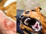 Viral-Sosok-AG-Petugas-Puskesmas-Suruh-Korban-Gigitan-Anjing-untuk-Gigit-Balik-Berujung-Minta-Maaf.jpg