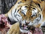 harimau_20180510_141026.jpg