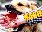 ilustrasi-anjing-rabiesbangkapos.jpg