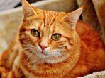 ilustrasi-kucing-orange.jpg