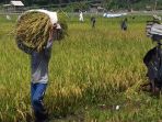 masyarakat-saat-melakukan-panen-padi-beras-merah-di-desa-namang-kabupaten-bangka-tengah_20180307_184519.jpg