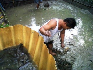 2012, Hasil Panen Ikan Gabus Capai 600 Kilogram