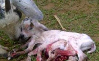 Kambing Berkaki 8 dan 4 Telinga Ini Hebohkan Warga
