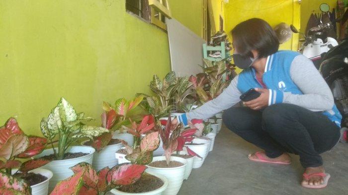 Banyak Diburu, Ini yang Membuat Harga Aglonema Relatif Mahal