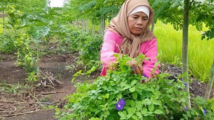 Segudang Manfaat Bunga Telang Dijabarkan dr Zaidul Akbar, Begini Cara Mengolahnya
