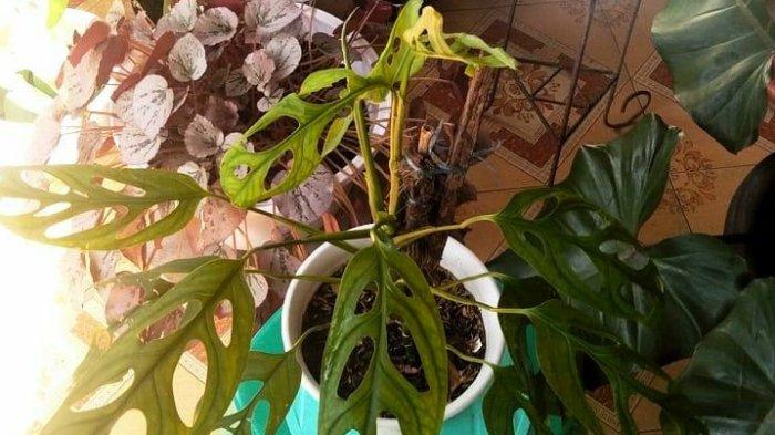 Begini Cara Perawatan si Cantik Janda Bolong