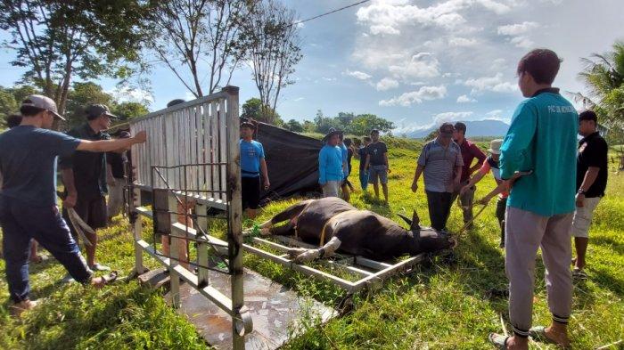 Penyembelihan Hewan Kurban Sesuai Syariat, Dokter Meldy Sebut Hasilkan Daging Sehat Konsumsi