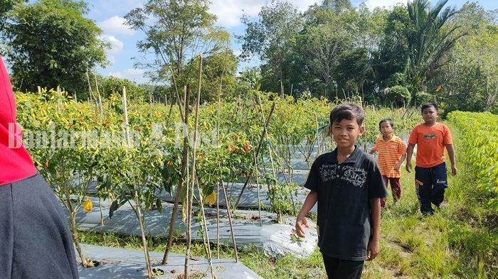 Pasca Lebaran 2022, Harga Cabai di Kabupaten HSS Masih di Kisaran Rp 27 Ribu Per Kg