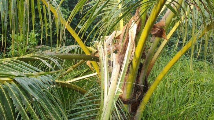 Geger Kemunculan Empat Beruang di Desa Beringin Tanahbumbu, Rusak Tanaman Warga