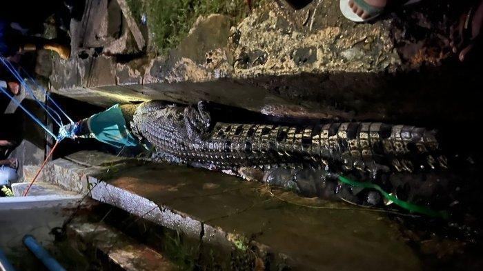 Melawan Saat Dievakuasi, Gigi Buaya Ganas di Sanggata Kutai Timur ...