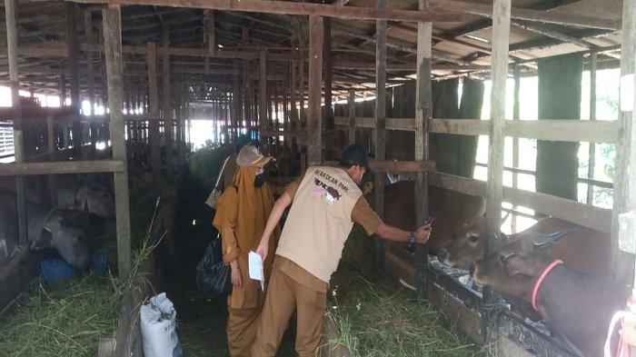 Jelang Idul Adha 2023, DKP3 Balangan Periksa Sapi Kurban di Kandang Penggemukan di Desa Kalahiyang