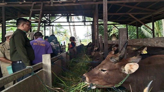 Jelang Idul Adha 2023, Dinas Pertanian HST Cek Kesehatan Hewan Kurban di Dua Desa Ini