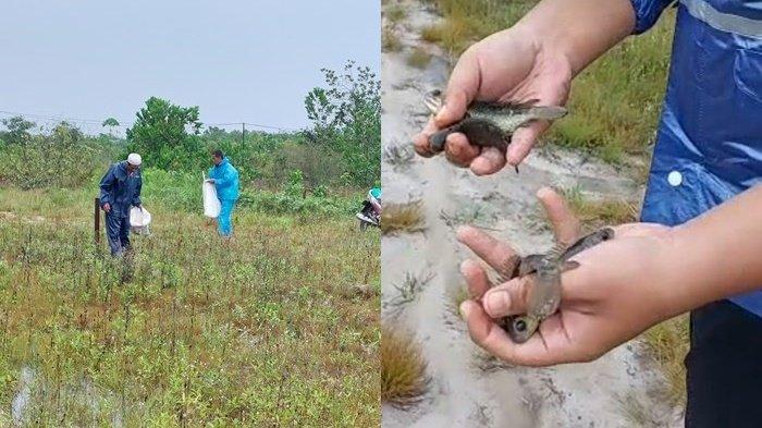 Viral Jelang Haul Guru Sekumpul 2023, Penampakan Kemunculan Ribuan Ikan Papuyu di Keramat Baru