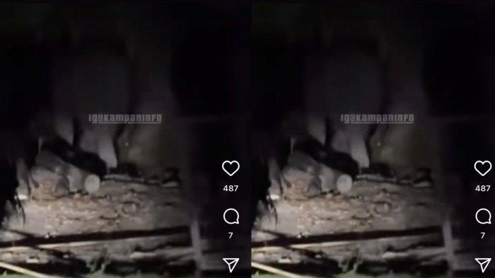 Dua Gajah Liar Tetiba Muncul Permukiman di Kampar Bikin Geger, Warga Berusaha Usir ke Hutan