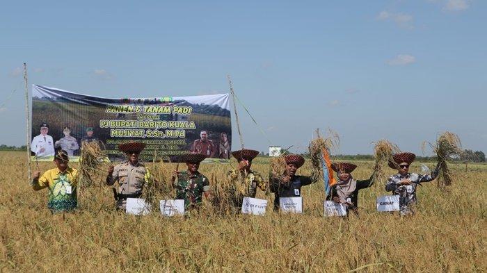 Antisipasi El Nino, Pemkab Batola Gencarkan Program Panen dan Tanam Padi di Kecamatan Jejangkit