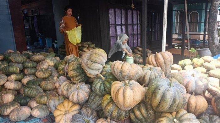 Tak Hanya Semangka, Panen Waluh dan Ubi Jalar Juga Berlimpah di Nagara Kabupaten HSS