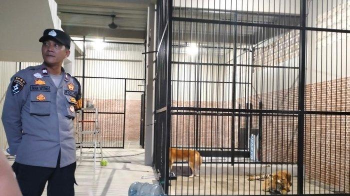 Kronologi Harimau Terkam Pria di Samarinda, Istri Menjerit Histeris Melihat Suami Tewas Tercabik