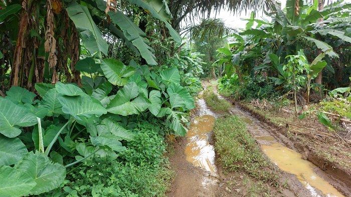 Pantyhosedagi ehtirosli jinsiy aloqa Erotik soqolsiz mushuklar