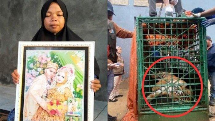 Pesan Terakhir Seorang Warga Samarinda ke Istri Sebelum Tewas Diterkam Harimau, Soal Sepeda Motor
