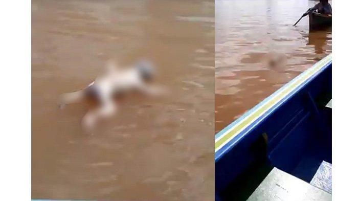 Kejanggalan Jasad Bayi Mengapung di Sungai Kapuas Kalbar, Ahli Forensik: Sempat Dimakan Predator Air