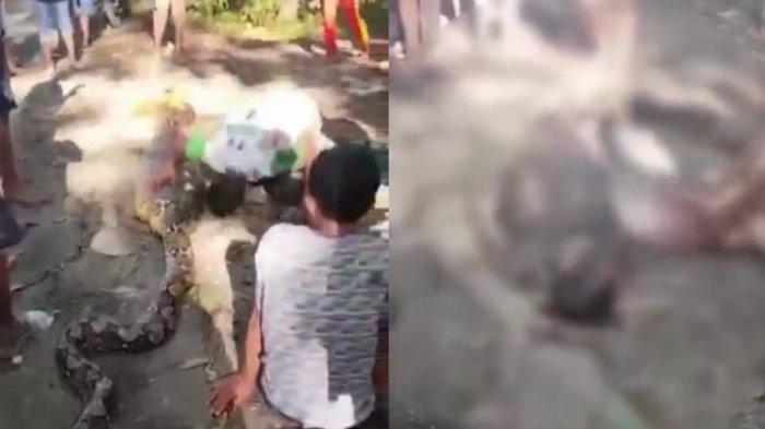 Pamit ke Kebun Kakek 63 Tahun Ditemukan di Dalam Tubuh Ular Piton Panjang 8 Meter, Evakuasi Dramatis
