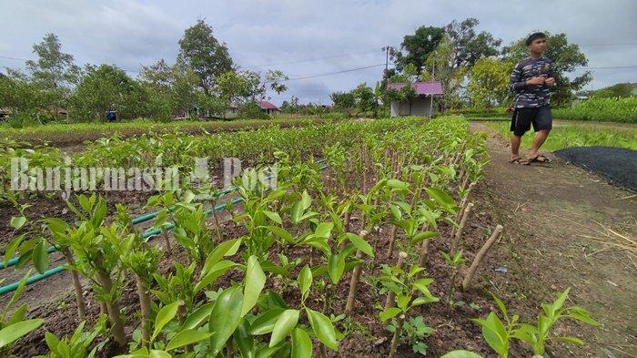 KalselPedia - Proses Hasilkan Jeruk Unggul di Sungai Kambat Kabupaten Barito Kuala
