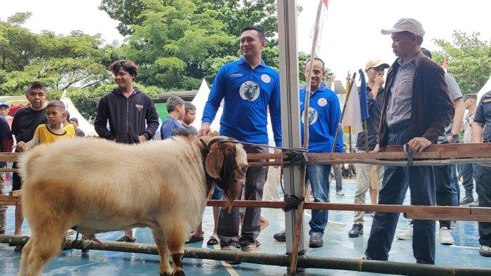 Akhirnya Govinda Juarai Kontes Kambing di Tanahbumbu, Miliki Bobot 104 Kg