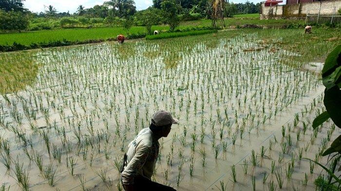 Petani di Desa Banua Budi HST Berharap Padi yang Baru Ditanam tak Diterjang Banjir