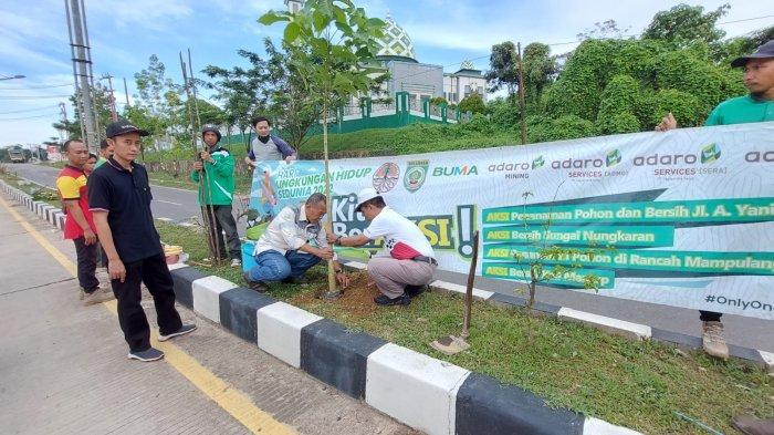 Pohon Tabebuya Disebar, Hiasi Median Jalan A Yani Balangan di Hari Lingkungan Hidup