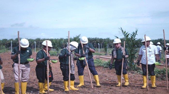 Tingkatkan Sawit Rakyat, GAPKI Tanam Perdana PSR dan Tumpang Sari Padi Gogo di Kotabaru Kalsel